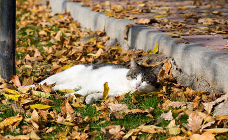 Cat in an autumn park. Cat sitting on the leavesの写真素材