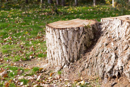 Stump, background, grass in autumnの写真素材