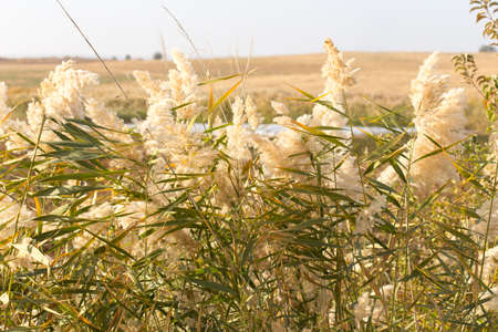 Beautiful serene waving reed in the sunlightの写真素材