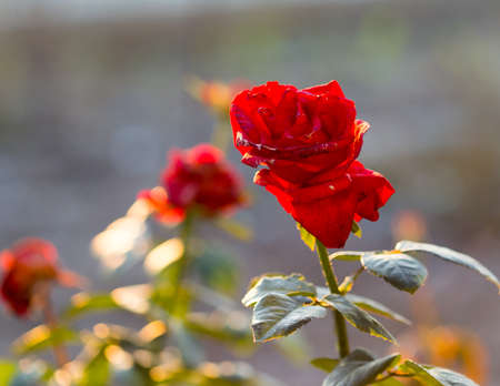 rose flower in the gardenの写真素材