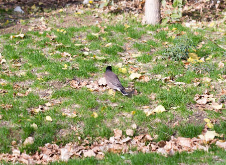 bird crow on the grassの写真素材