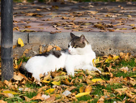Cat in an autumn park. Cat sitting on the leavesの写真素材