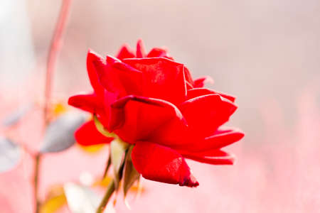 rose flower in the gardenの写真素材