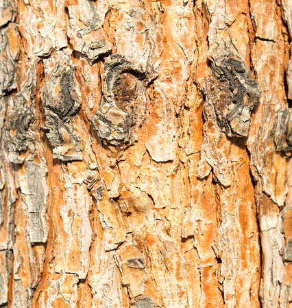 Bark Tree Textureの写真素材