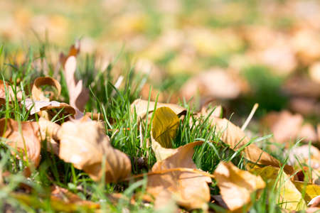 Colorful autumn leavesの写真素材