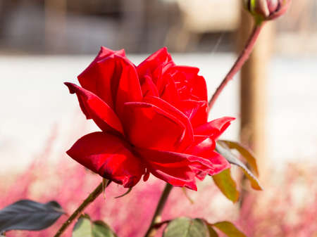 rose flower in the gardenの写真素材