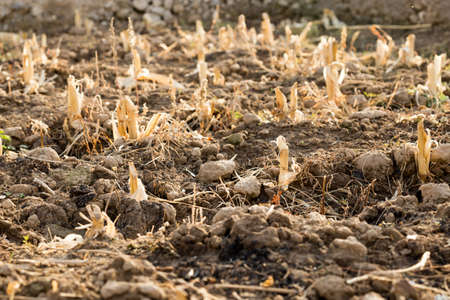 Corn stubble field on cornの写真素材