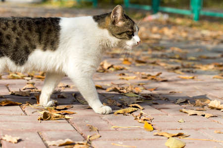 Cat in an autumn park. Cat sitting on the leavesの写真素材