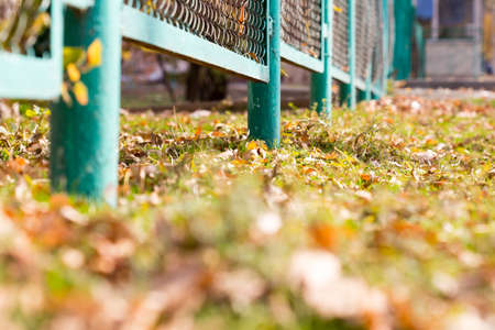 background of autumn leaves at the chain-link fence. colorful fall leaves are illuminated by sunlight and lying at the fenceの写真素材
