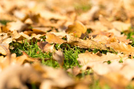 Colorful autumn leavesの写真素材