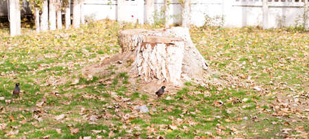 bird crow on the grassの写真素材