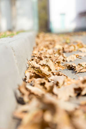 Autumn Leaves by the Sidewalkの写真素材