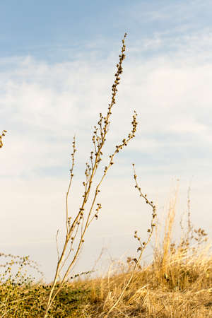 Beautiful serene waving reed in the sunlightの写真素材