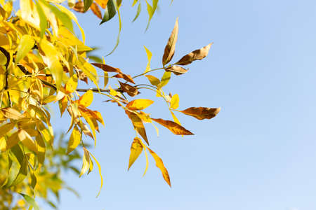 yellow leaves of trees in autumnの写真素材