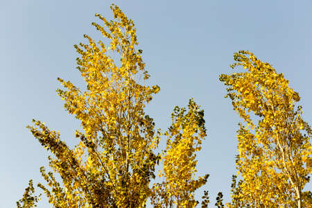 Autumn. Tree with yellow leaves against the skyの写真素材