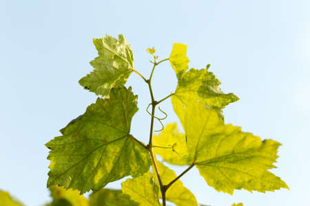 grape leaves against the skyの写真素材