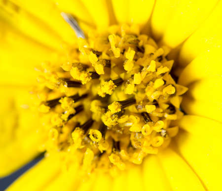 yellow daisy flower macroの写真素材