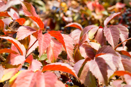 Parthenocissusの写真素材