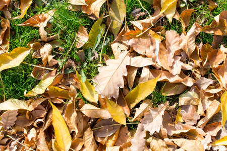 Colorful autumn leavesの写真素材