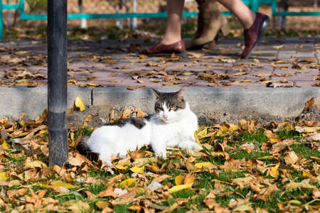 Cat in an autumn park. Cat sitting on the leavesの写真素材