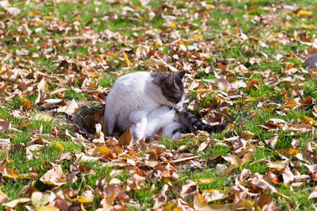 Cat in an autumn park. Cat sitting on the leavesの写真素材