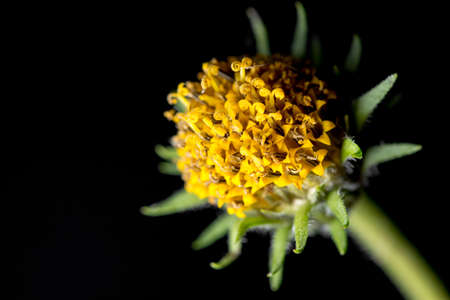 yellow daisy flower on a black backgroundの写真素材