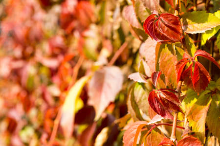 Parthenocissusの写真素材