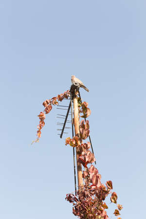 pigeon sitting on the antenna that is covered with the leaves of the maiden grapesの写真素材