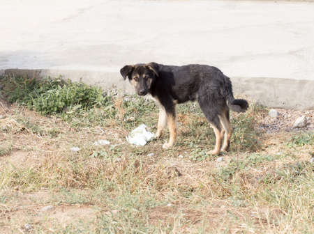 abandoned dogの写真素材