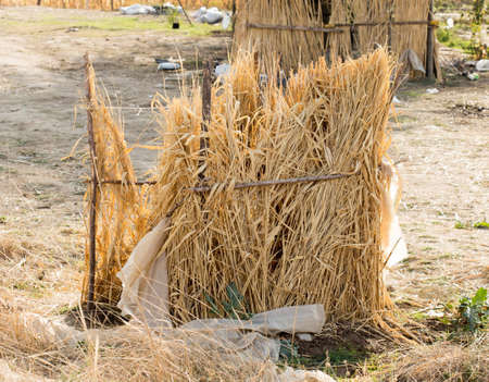 house of reeds on the fieldの写真素材