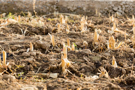 Corn stubble field on cornの写真素材