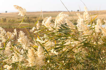 Beautiful serene waving reed in the sunlightの写真素材