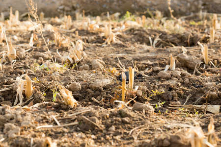 Corn stubble field on cornの写真素材