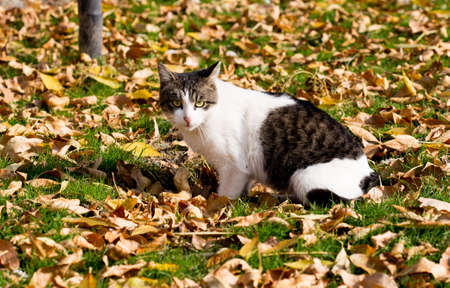 Cat in an autumn park. Cat sitting on the leavesの写真素材