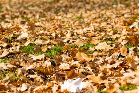 Colorful autumn leavesの写真素材