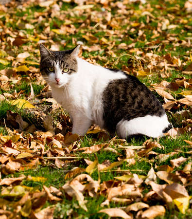 Cat in an autumn park. Cat sitting on the leavesの写真素材