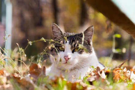 Cat in an autumn park. Cat sitting on the leavesの写真素材