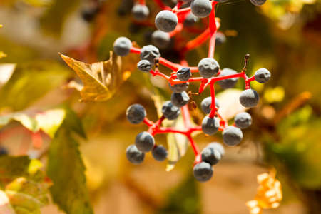 Parthenocissusの写真素材