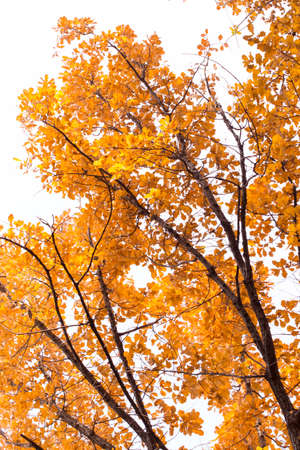 the leaves on the tree in nature in autumnの写真素材