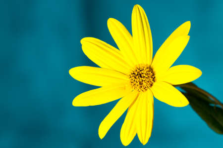 yellow daisy flower on a black backgroundの写真素材