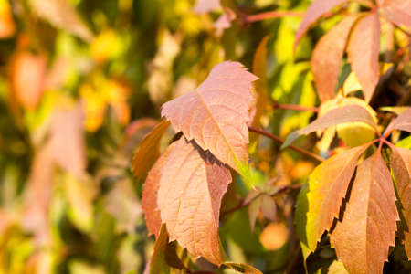 Parthenocissus background.の写真素材