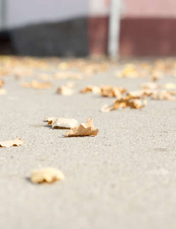 Autumn Leaves by the Sidewalkの写真素材