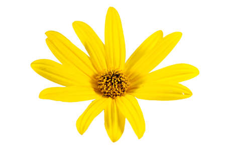 yellow daisy flower isolated on white backgroundの写真素材