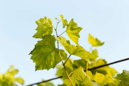 grape leaves against the skyの写真素材