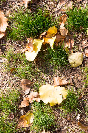 Colorful autumn leavesの写真素材