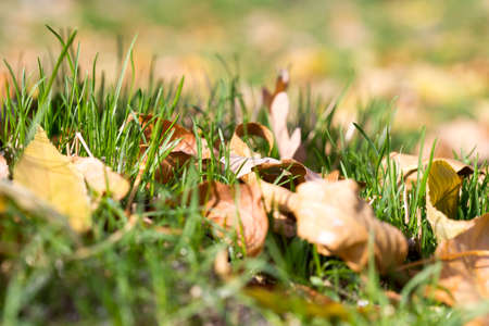 Colorful autumn leavesの写真素材