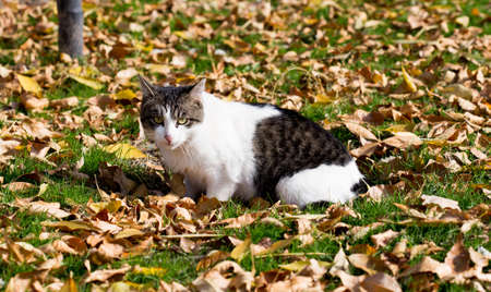 Cat in an autumn park. Cat sitting on the leavesの写真素材