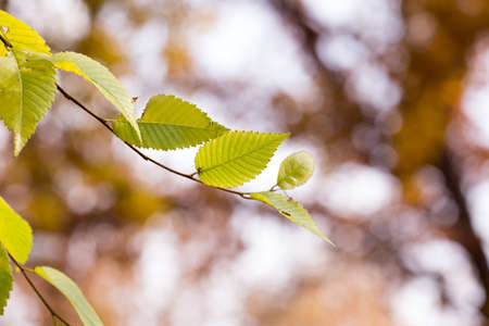 Leaves on a treeの写真素材