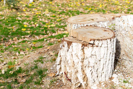 Stump, background, grass in autumnの写真素材