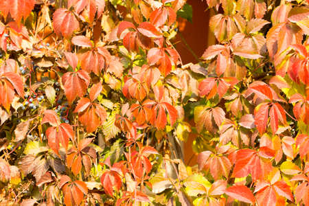 Parthenocissus background.の写真素材